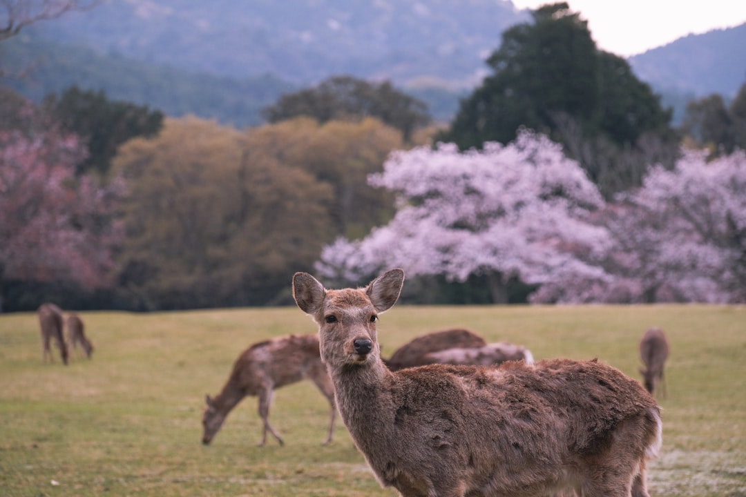 奈良公園で鹿が草地を歩く風景
